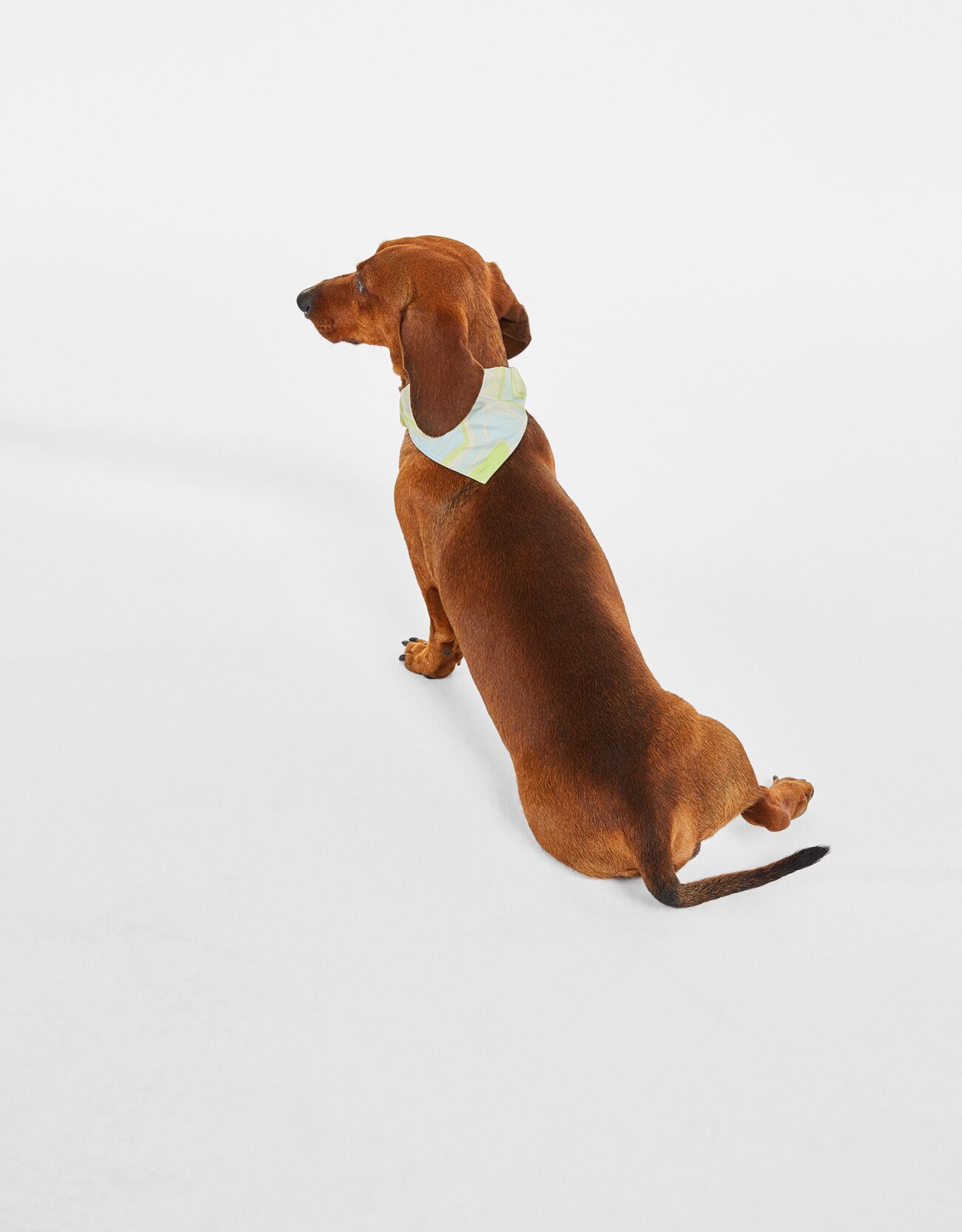 Bershka Köpek fuları 8 Bershka Köpek fuları 9