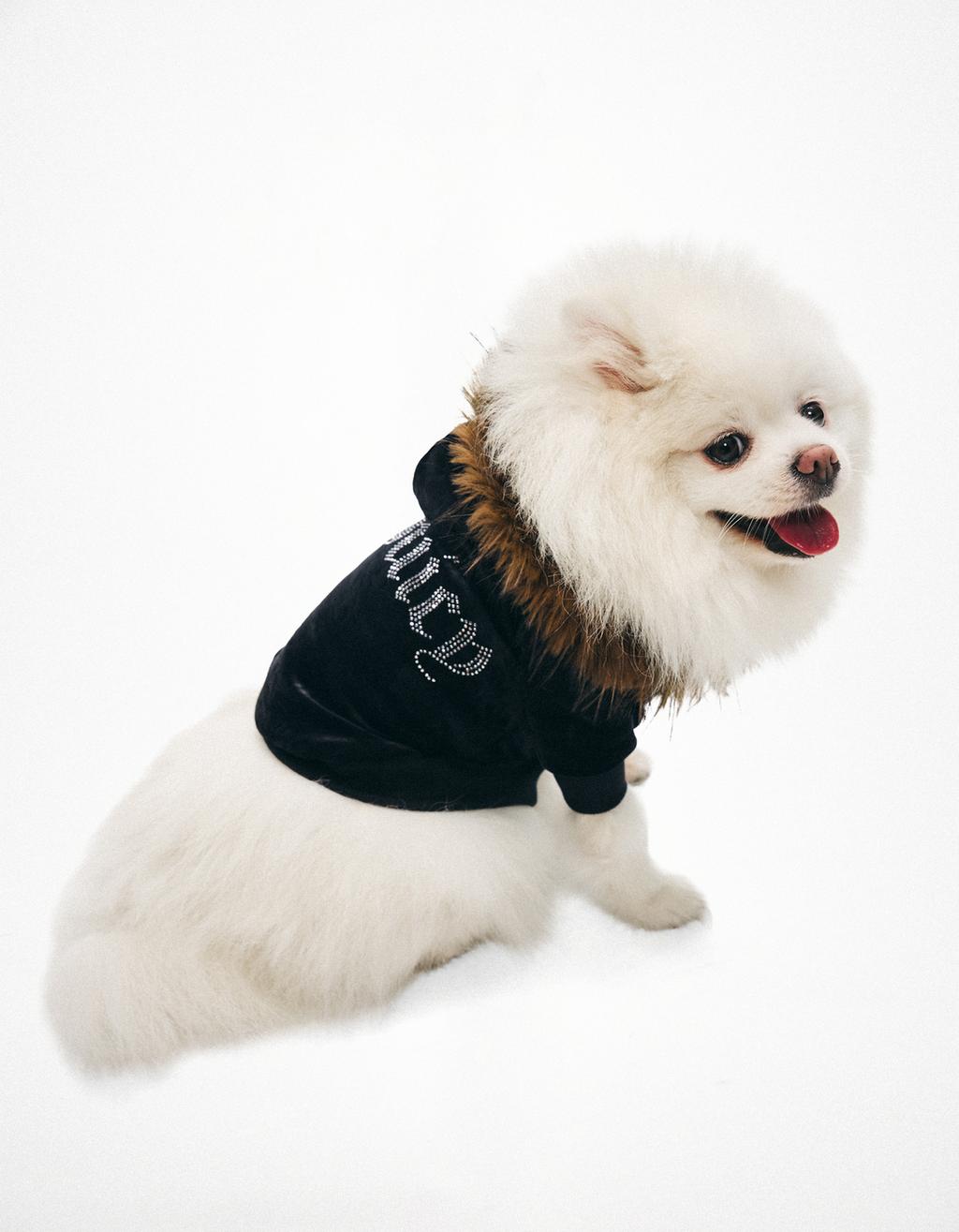 Dog sweatshirt JUICY COUTURE X BERSHKA